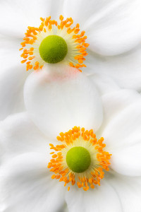 Blumen fotografieren: Anemonenpärchen