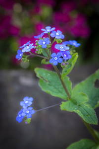 Blumen fotografieren: Vergissmeinnicht