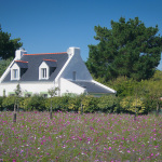 Blumenwiese auf Belle-Île